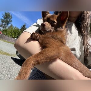 Meet your Posher, Rain